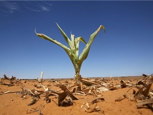 El Nino có thể gây khủng hoảng lương thực kéo dài đến 2017