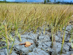 Nghiên cứu sử dụng công nghệ tiết kiệm nước trong mùa khô hạn