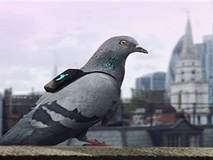 Chim bồ câu giám sát ô nhiễm không khí London