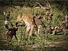 Màn hỗn chiến kinh hoàng giữa sư tử và bầy chó hoang