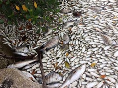 Mỹ phát hiện cá chết bí ẩn hàng loạt ở Florida