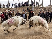 Cận cảnh cuộc thi chọi cừu kinh hoàng ở Trung Quốc