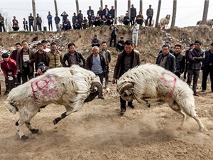 Cận cảnh cuộc thi chọi cừu kinh hoàng ở Trung Quốc