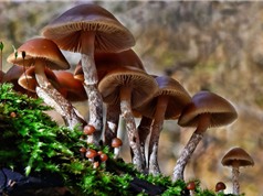10 loại nấm tuyệt đẹp nhưng nguy hiểm nhất thế giới