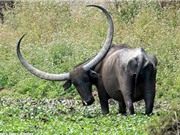 Trâu nước Ấn Độ sở hữu cặp sừng khổng lồ 