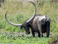 Trâu nước Ấn Độ sở hữu cặp sừng khổng lồ 