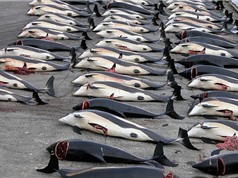 Nhật Bản giết chết hơn 200 cá voi mang thai