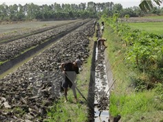 Khô hạn giúp nông dân Cà Mau trúng lớn mùa đậu xanh