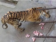 Trung Quốc bỏ đói hổ vườn thú để lấy xương ngâm rượu