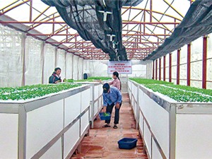 Thái Bình: Nâng cao giá trị nông sản nhờ công nghệ