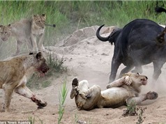 Cận cảnh cuộc chiến giữa sư tử và trâu rừng