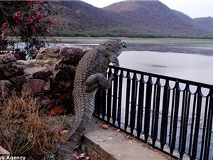 Sửng sốt cảnh cá sấu trèo rào chạy trốn