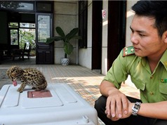 Mèo rừng quý hiếm lạc vào nhà dân ở Đà Nẵng