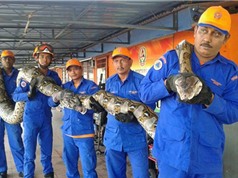 Trăn khổng lồ dài 8m bị bắt ở Malaysia 