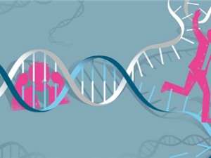 Tìm ra loại gen làm giảm tuổi thọ