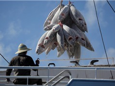 Thiệt hại 740 triệu USD/năm vì đánh bắt cá ngừ bất hợp pháp