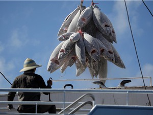 Thiệt hại 740 triệu USD/năm vì đánh bắt cá ngừ bất hợp pháp