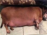 Chó "siêu béo" đổi đời nhờ ăn kiêng và tập thể dục