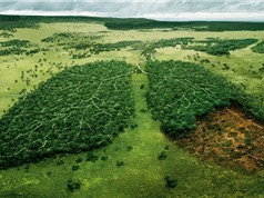 Thế giới mất diện tích rừng bằng 1.000 sân bóng mỗi giờ