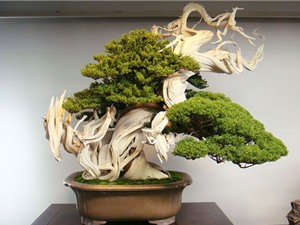 Chùm ảnh những kiệt tác bonsai đẹp nhất thế giới