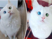 Tìm hiểu về căn bệnh kỳ lạ khiến động vật có hai màu mắt