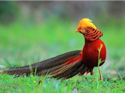 10 loài chim đẹp nhất thế giới