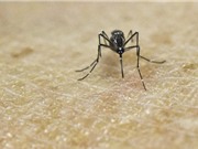 Tình trạng nóng lên toàn cầu làm gia tăng các bệnh do muỗi lây truyền