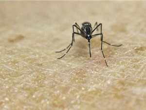 Tình trạng nóng lên toàn cầu làm gia tăng các bệnh do muỗi lây truyền