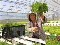 Nhật Bản giới thiệu cơ hội đầu tư vào nông nghiệp Việt Nam