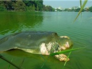 Bắt đầu chế tác xác cụ rùa Hồ Gươm