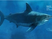 Vì sao loài cá mập lớn nhất thế giới tuyệt diệt?