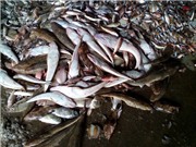 Nguyên nhân cá chết hàng loạt ven biển miền Trung