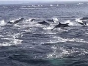 Cuộc truy sát bầy cá heo của cá voi sát thủ