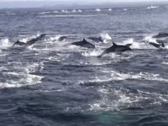 Cuộc truy sát bầy cá heo của cá voi sát thủ