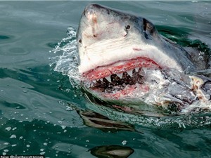 Cận cảnh hàm răng đáng sợ của con cá mập trắng