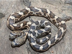 Kỳ lạ rắn có hai  đầu với tính cách khác nhau