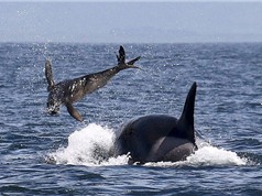 Cận cảnh màn "xơi tái" hải cẩu khủng khiếp của cá voi sát thủ