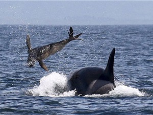 Cận cảnh màn "xơi tái" hải cẩu khủng khiếp của cá voi sát thủ