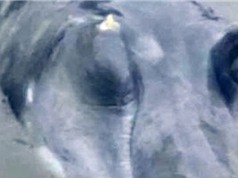 Ngư dân Trung Quốc bắt được 'thủy quái' mũi dài