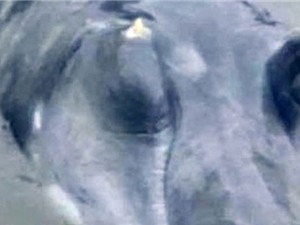 Ngư dân Trung Quốc bắt được 'thủy quái' mũi dài