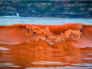 Tìm hiểu về hiện tượng thủy triều đỏ 