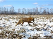 Vén màn bí mật giúp động vật sống sót sau thảm họa Chernobyl