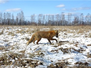 Vén màn bí mật giúp động vật sống sót sau thảm họa Chernobyl