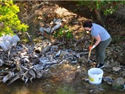 Quy trình thu gom cá chết hàng loạt do tảo nở hoa ở Mỹ