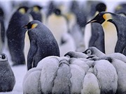 Cuộc sống thường nhật trong băng giá của chim cánh cụt