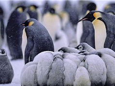 Cuộc sống thường nhật trong băng giá của chim cánh cụt