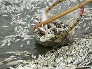 Vụ cá chết bất thường ở miền Trung: Chính phủ giao Bộ Tài nguyên và Môi trường phát ngôn