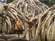 Nguyên nhân nào khiến Kenya tiêu hủy 105 tấn ngà voi?