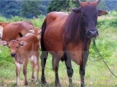 Phát triển nguồn gen quý hiếm từ bò tót và bò nuôi tại nhà