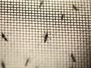 Phát hiện cách thức diệt virus Zika gây bệnh đầu nhỏ